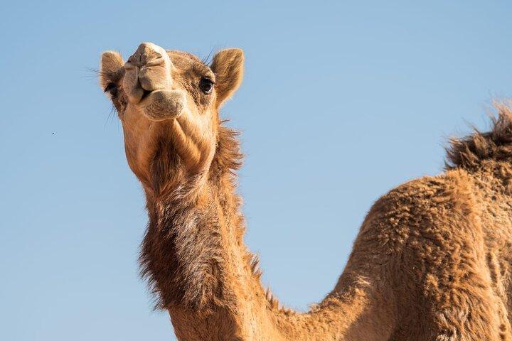 Sunrise/Morning Dune Drive with Camel Trek & Sand Surfing