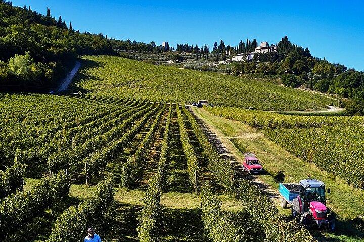 The Essence of Tuscany: Private Journey & Estate Winery Lunch