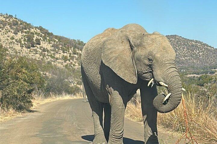 Pilanesberg National Park Tour