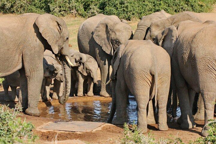 Addo Elephant National Park Tour - Full day of Wildlife Wonders