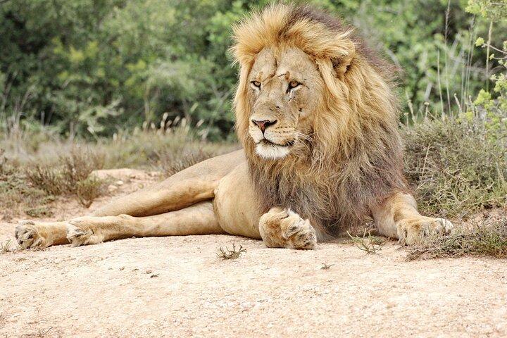 Addo Elephant National Park Tour - Full day of Wildlife Wonders