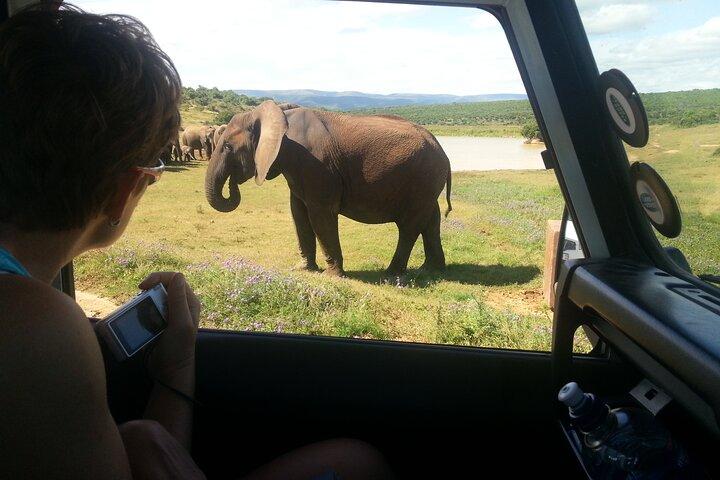 Addo Elephant National Park Tour - Full day of Wildlife Wonders