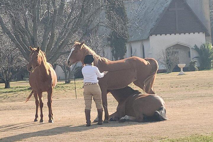 Experience Estancia La Candelaria with transfer from Buenos Aires