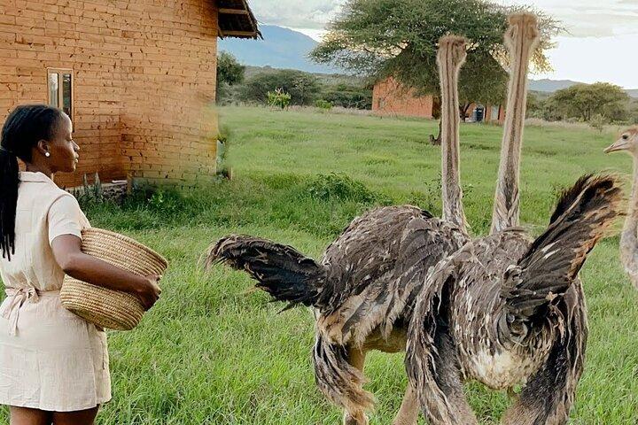 Serval wildlife ,Materuni waterfall and coffee tour