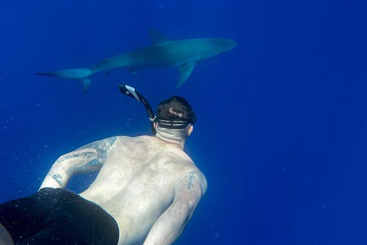 Oahu: Cage-Free Shark Swim on the North Shore