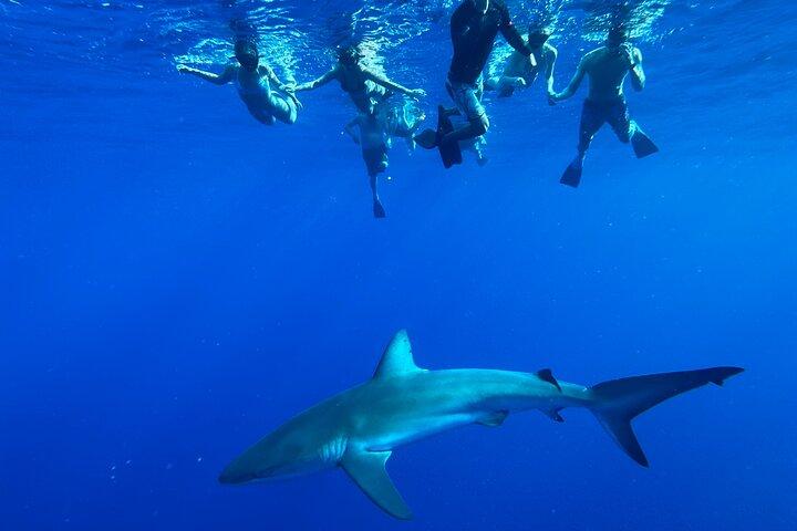Oahu: Cage-Free Shark Swim on the North Shore