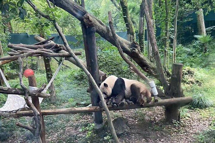 Private Zhujiajiao Water Town Tour with Shanghai Zoo and Panda