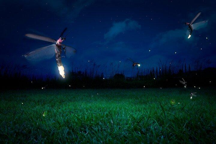 Private Kuala Selangor Firefly Day Trip Include Dinner &Boat Ride
