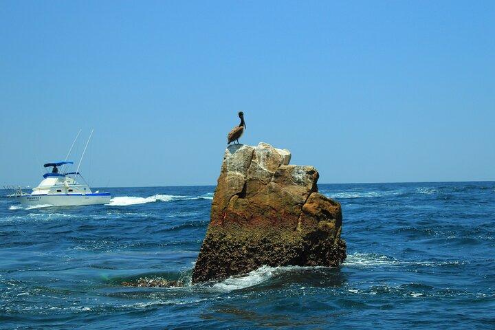 Half-Day Exploring the Arch of Cabo San Lucas Guided Tour
