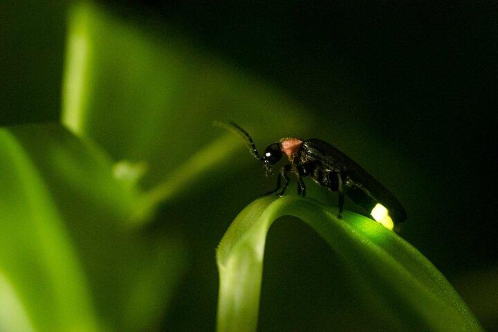 Private Kuala Selangor Firefly Day Trip from Kuala Lumpur