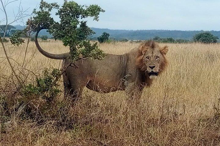 Private Day Trip in Lake Nakuru Safari