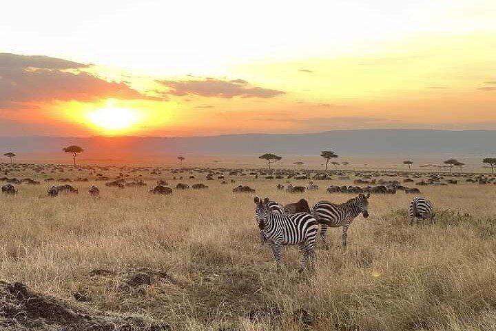 4 Days Safari Tour Masaai Mara And Lake Nakuru.