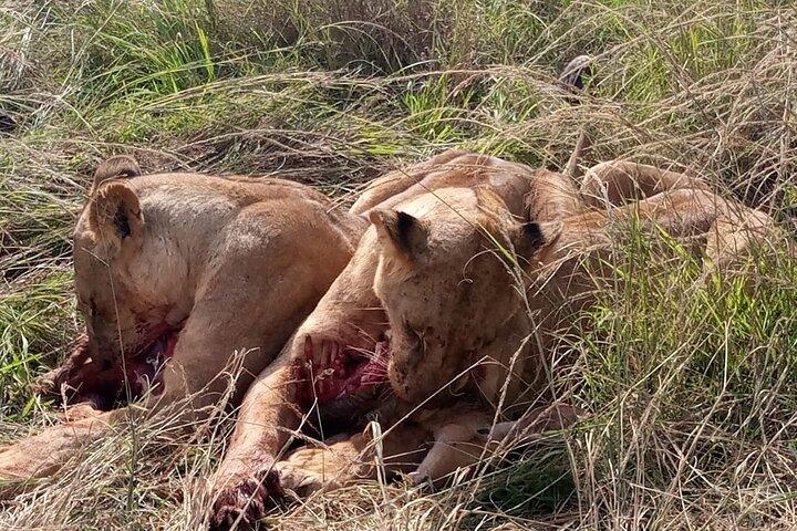 4 Days Safari Tour Masaai Mara And Lake Nakuru.