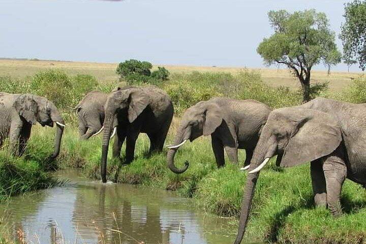 4 Days Safari Tour Masaai Mara And Lake Nakuru.