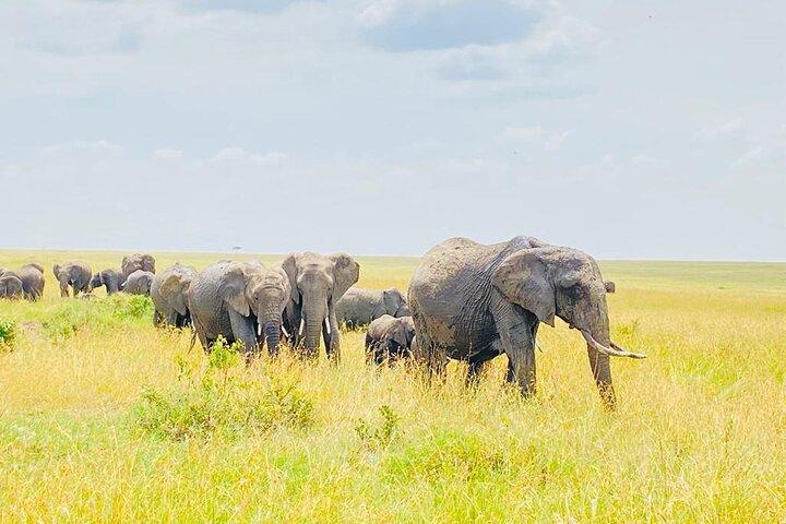 6 Days Kenya Budget Group Safari