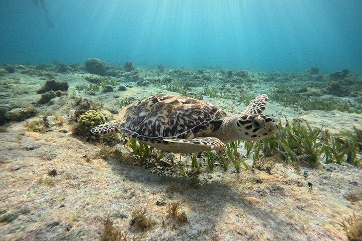 3 in 1 Jungle Tour Adventure Cancun