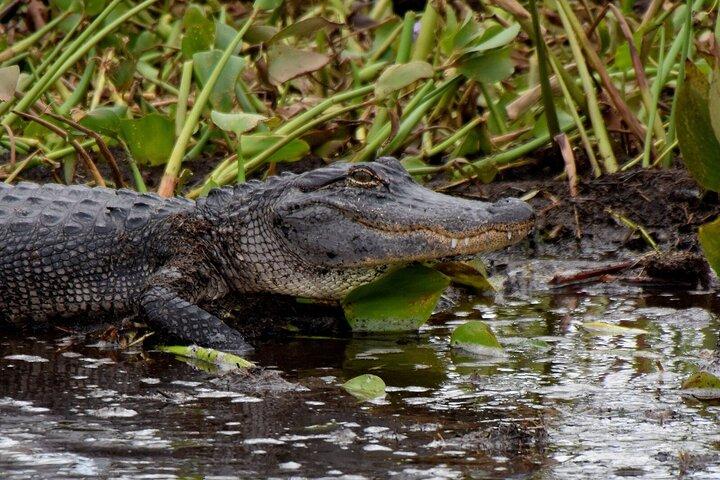 Half Day Private Swamp Experience in Louisiana