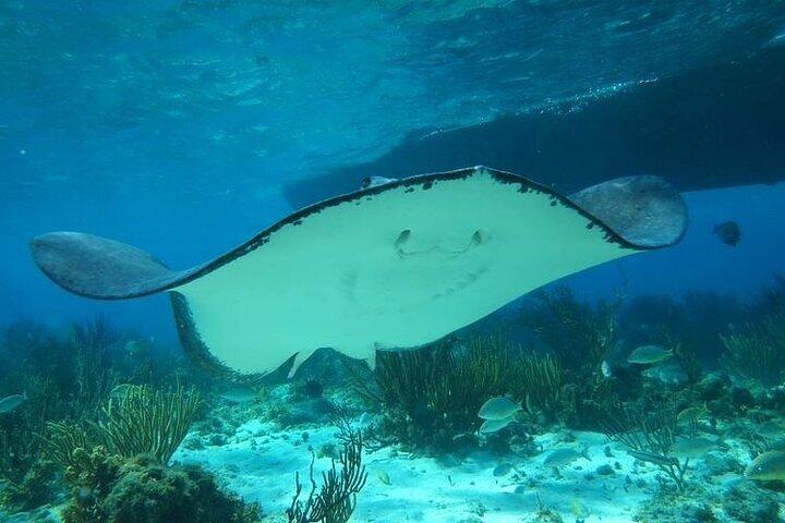 Stingrays, Starfish and Snorkeling Tour
