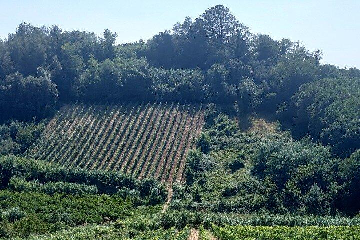Private Guided Tour to Pisa and local Wine Farm from Livorno port
