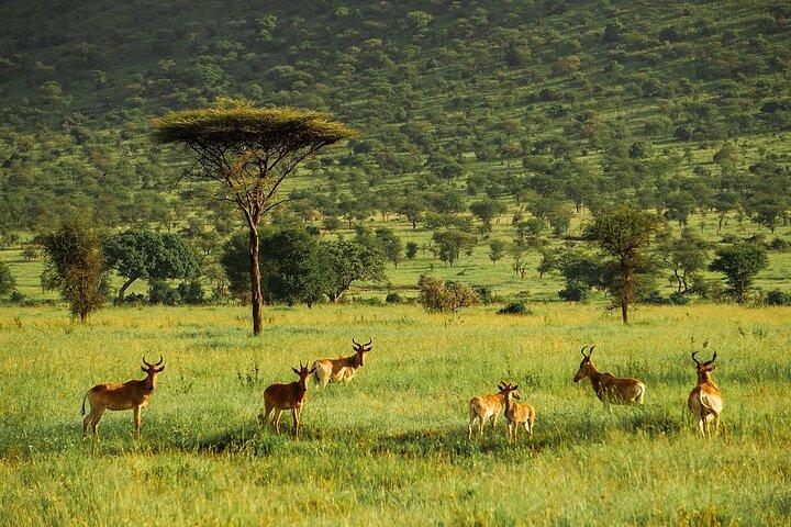4-Day Serengeti, Ngorongoro, & Lake Manyara Budget Tour