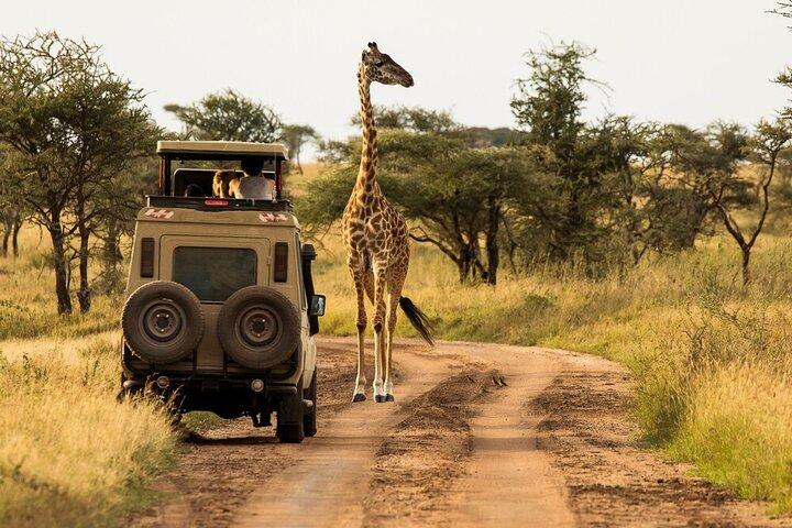 4-Day Serengeti, Ngorongoro, & Lake Manyara Budget Tour