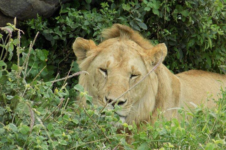 Enjoy a Private Day Trip to Lake Manyara National Park.