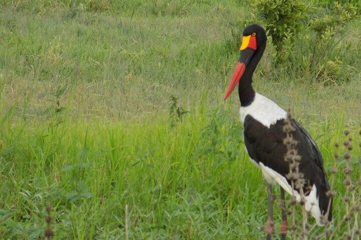 The Amaizing Private Day Trip to the lovely Arusha National Park
