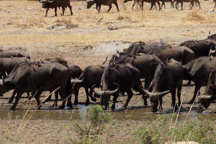 The Amaizing Private Day Trip to the lovely Arusha National Park