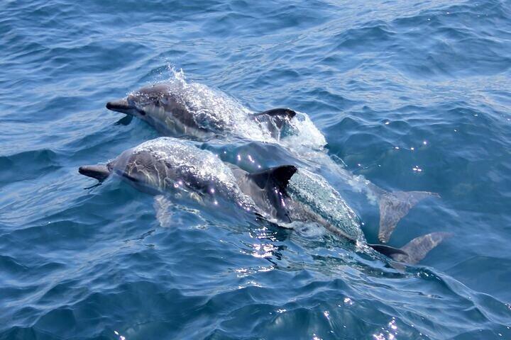 Dolphin HouseTrip & Snorkeling Excursion in Hurghada