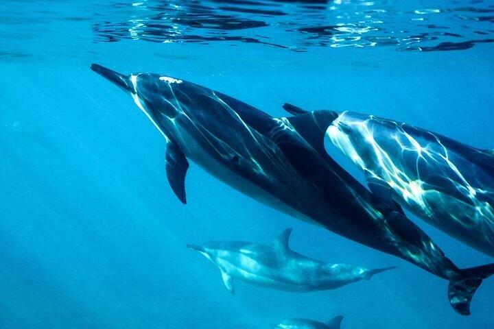Dolphin HouseTrip & Snorkeling Excursion in Hurghada