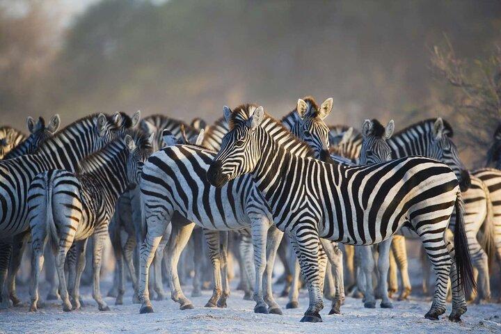Private Full Day Guided Big-Five Safari Tour in Cape Town