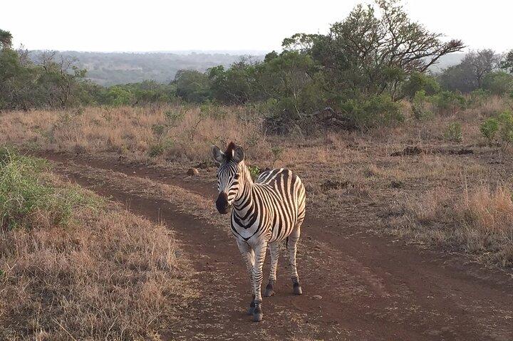 Private Full Day Guided Big-Five Safari Tour in Cape Town
