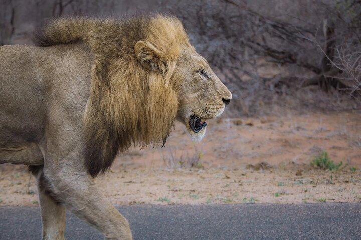 Private Full Day Guided Big-Five Safari Tour in Cape Town
