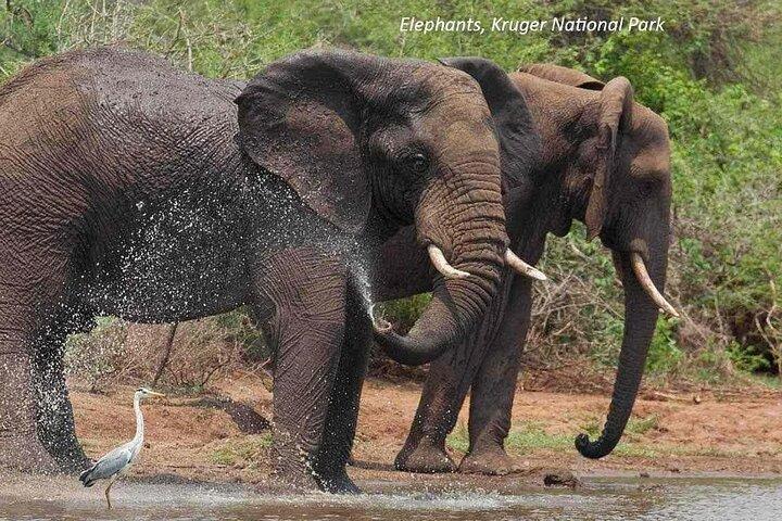 Private Full Day Guided Big-Five Safari Tour in Cape Town