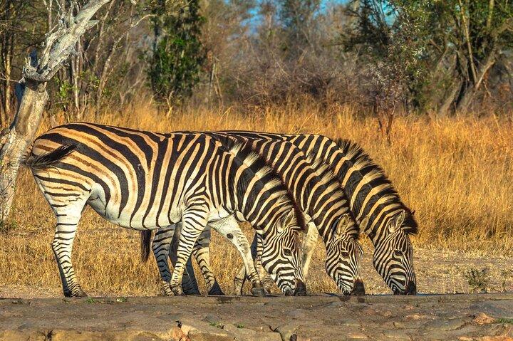 Private Full Day Guided Big-Five Safari Tour in Cape Town