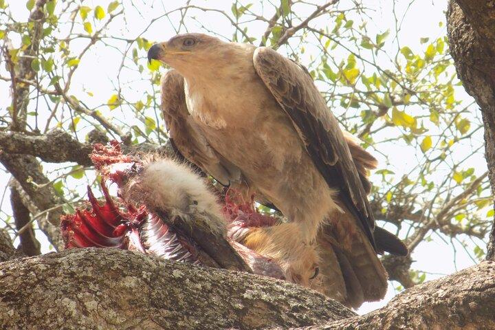Enjoy a Private Day Trip to Lake Manyara National Park.