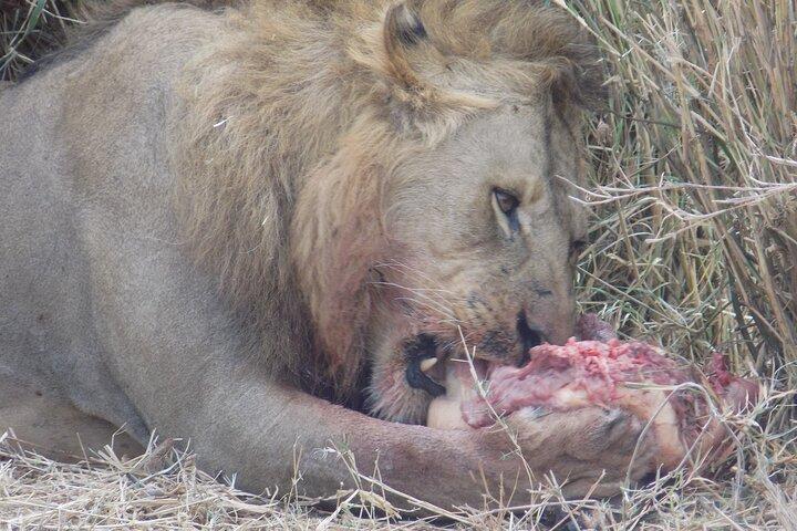 Enjoy a Private Day Trip to Lake Manyara National Park.