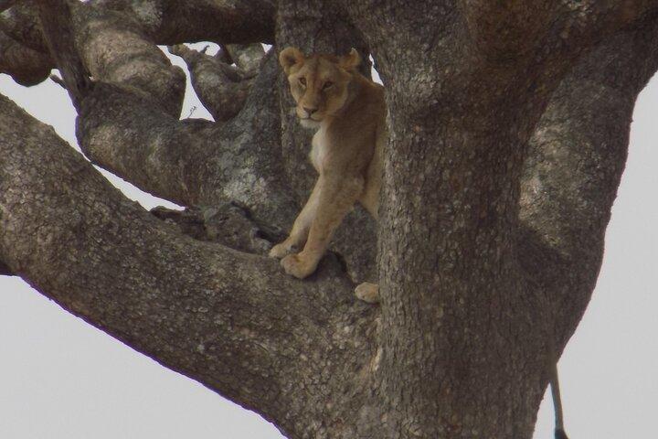 Enjoy a Private Day Trip to Lake Manyara National Park.