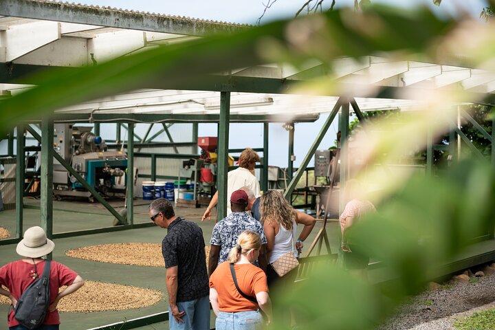 Kona Coffee Farm Tour
