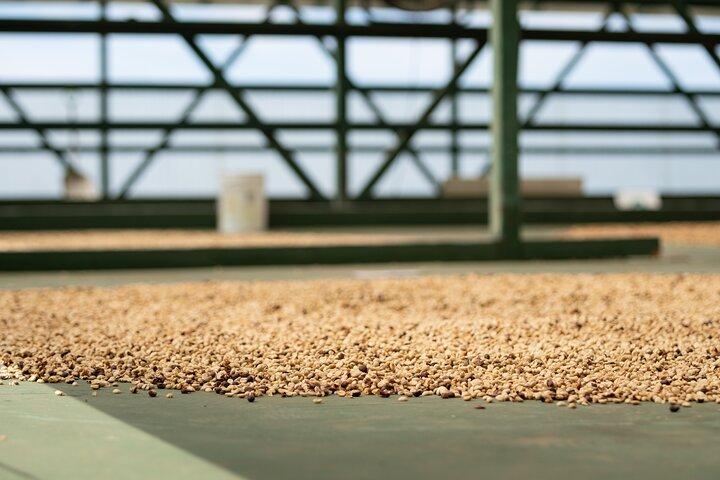 Kona Coffee Farm Tour