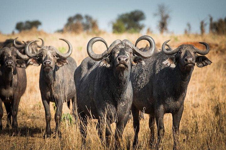 2 Days Safari to Tarangire, Ngorongoro Crater and Snake Park