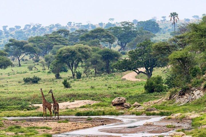 2 Days Safari to Tarangire, Ngorongoro Crater and Snake Park