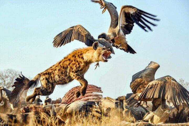2 Days Safari to Tarangire, Ngorongoro Crater and Snake Park