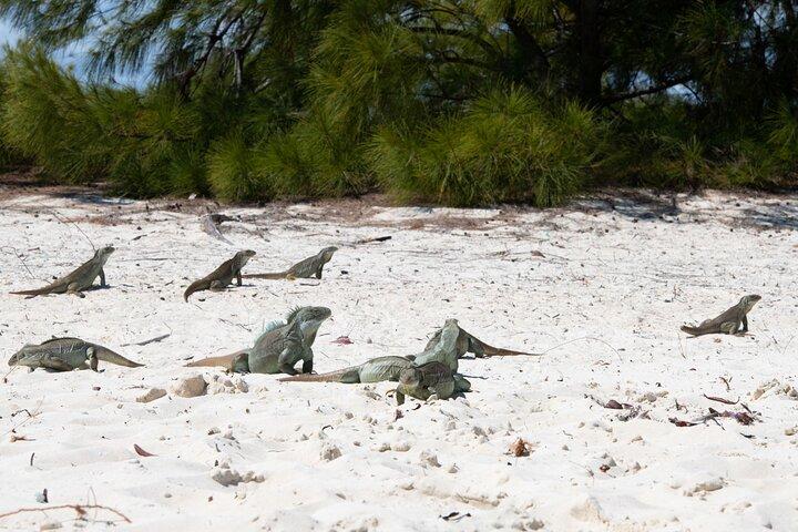 Morning Half Day Cruise from Providenciales with Snorkeling and Iguana Island