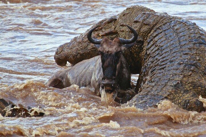 3 Days, 2 Nights Safari - Maasai Mara from Nairobi/Kisumu