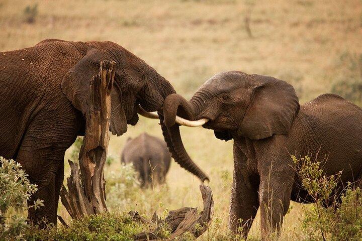 3 Days, 2 Nights Safari - Maasai Mara from Nairobi/Kisumu