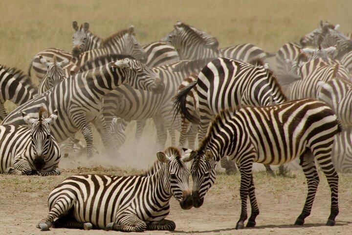 13 Days and 12 Nights Tour in Kenya and Tanzania Safari