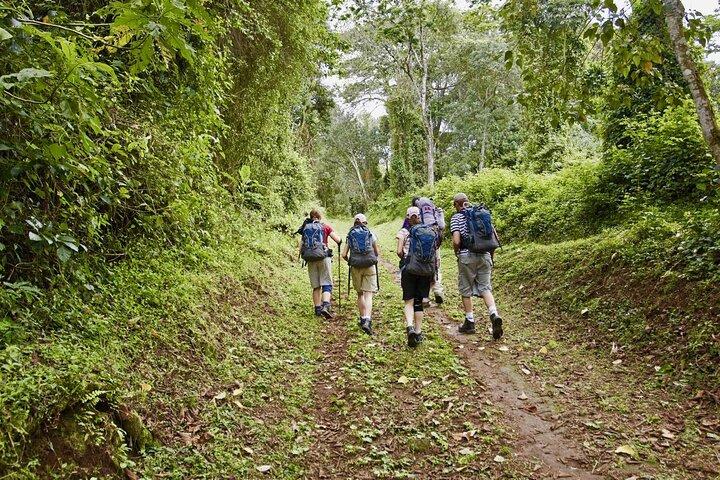 Full Day Hiking Tour to Mandara Hut in Kilimanjaro