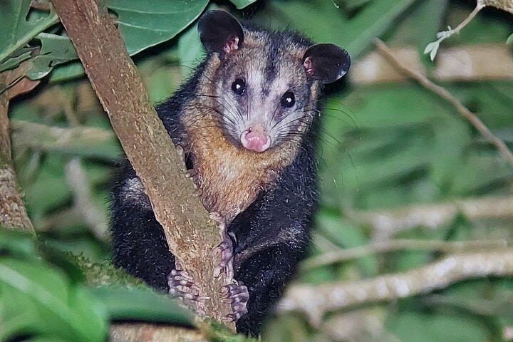 Forest Night Tour in Monteverde/Guide & Entrace fee.