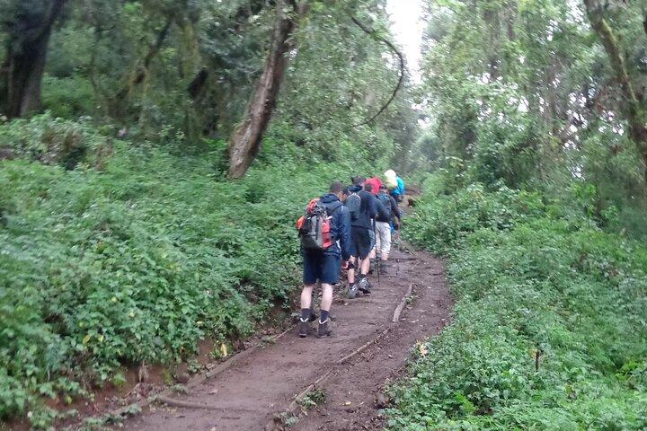 Full Day Hiking Tour to Mandara Hut in Kilimanjaro